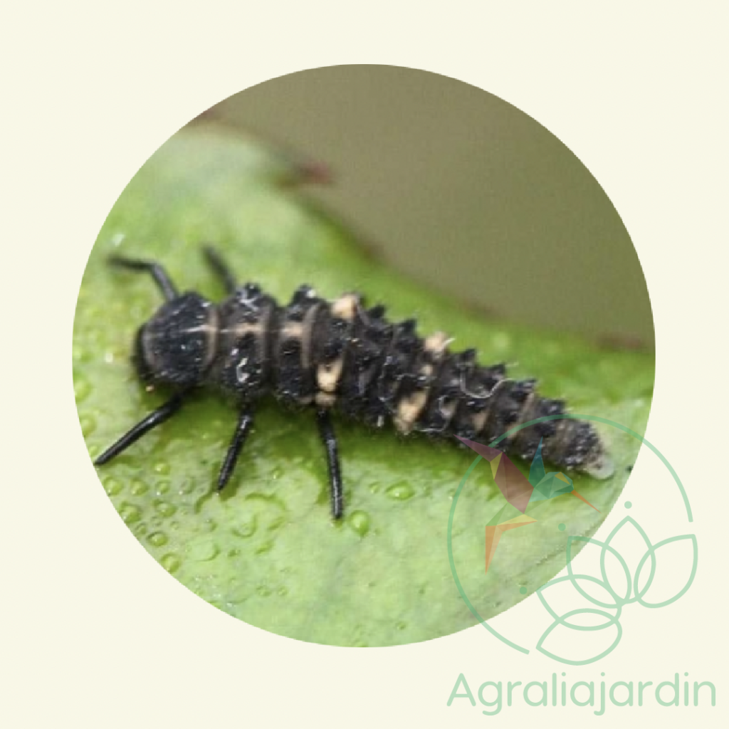 Semilla de cebolla morada de Amposta Arbo Eurogarden Agralia Jardín