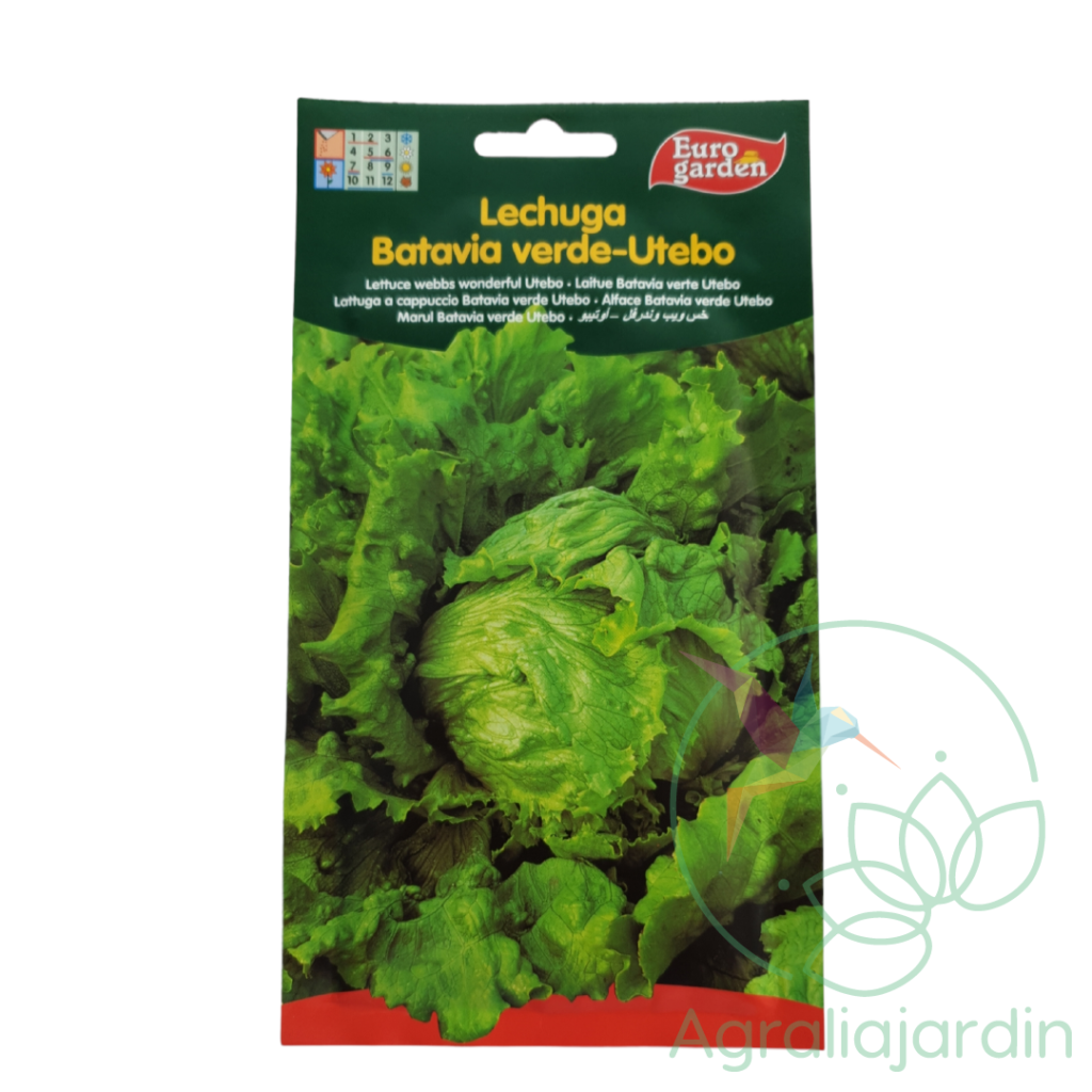 Semilla De Lechuga Batavia Rubia Mungu A Eurogarden Agralia Jard N