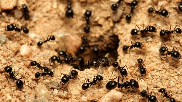 Cebo para Hormigas: Gana la batalla a estos pequeños insectos