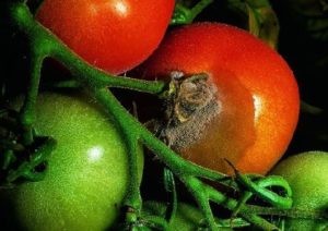 Botrytis en cultivo de tomates