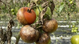 Mildiu en cultivo de tomates