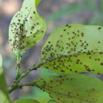 Cómo acabar con los pulgones: Elimina esta molesta plaga eficazmente