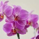 Cuidados necesarios de las Orquídeas