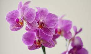 Cuidados necesarios de la orquídea