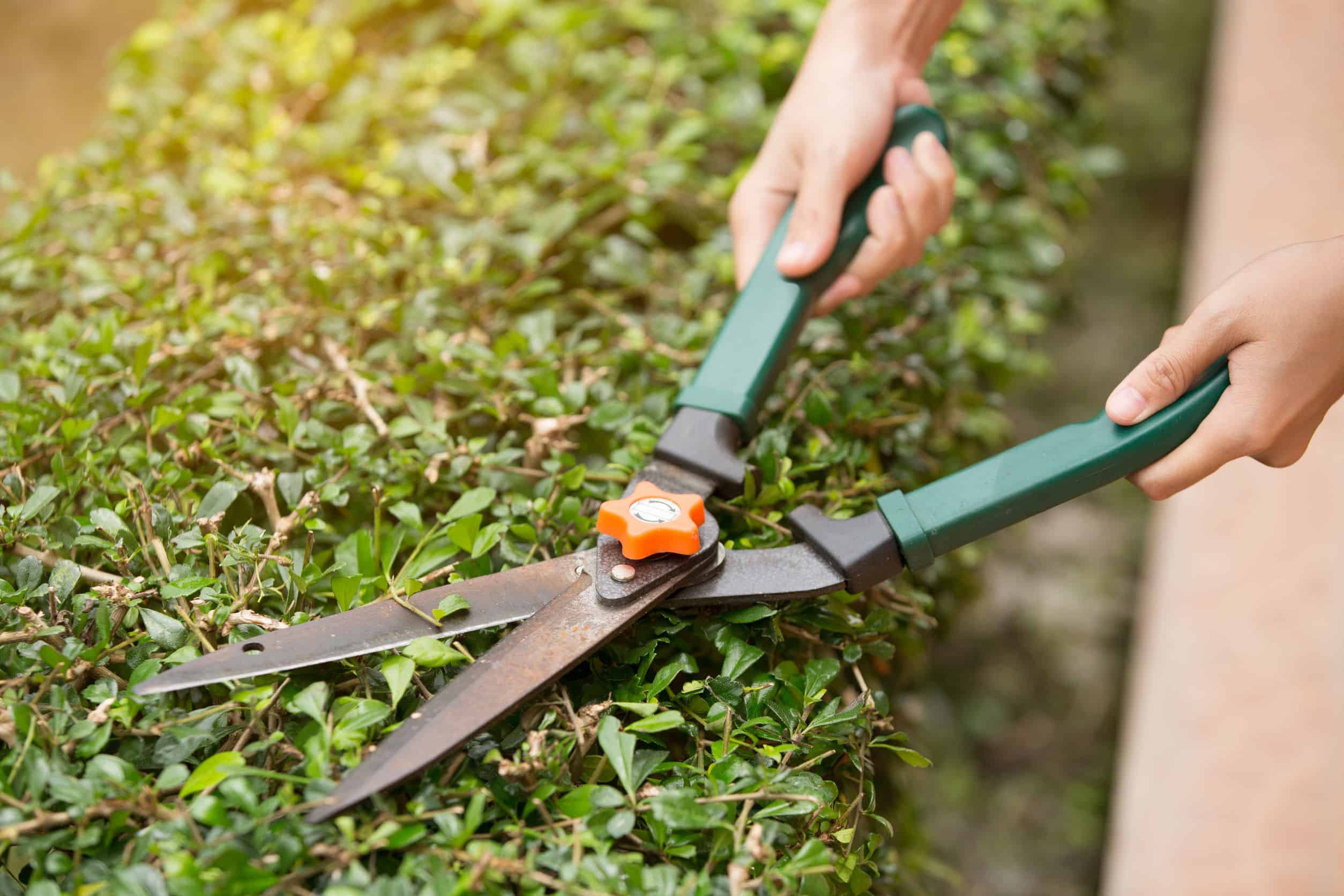 Tijeras de jardinería fáciles de usar para un corte perfecto en ramas y  setos vivos. Resistentes al desgaste, mantendrán el aspecto de sus plantas.  — Torotrac - Todo para tu Finca, granja