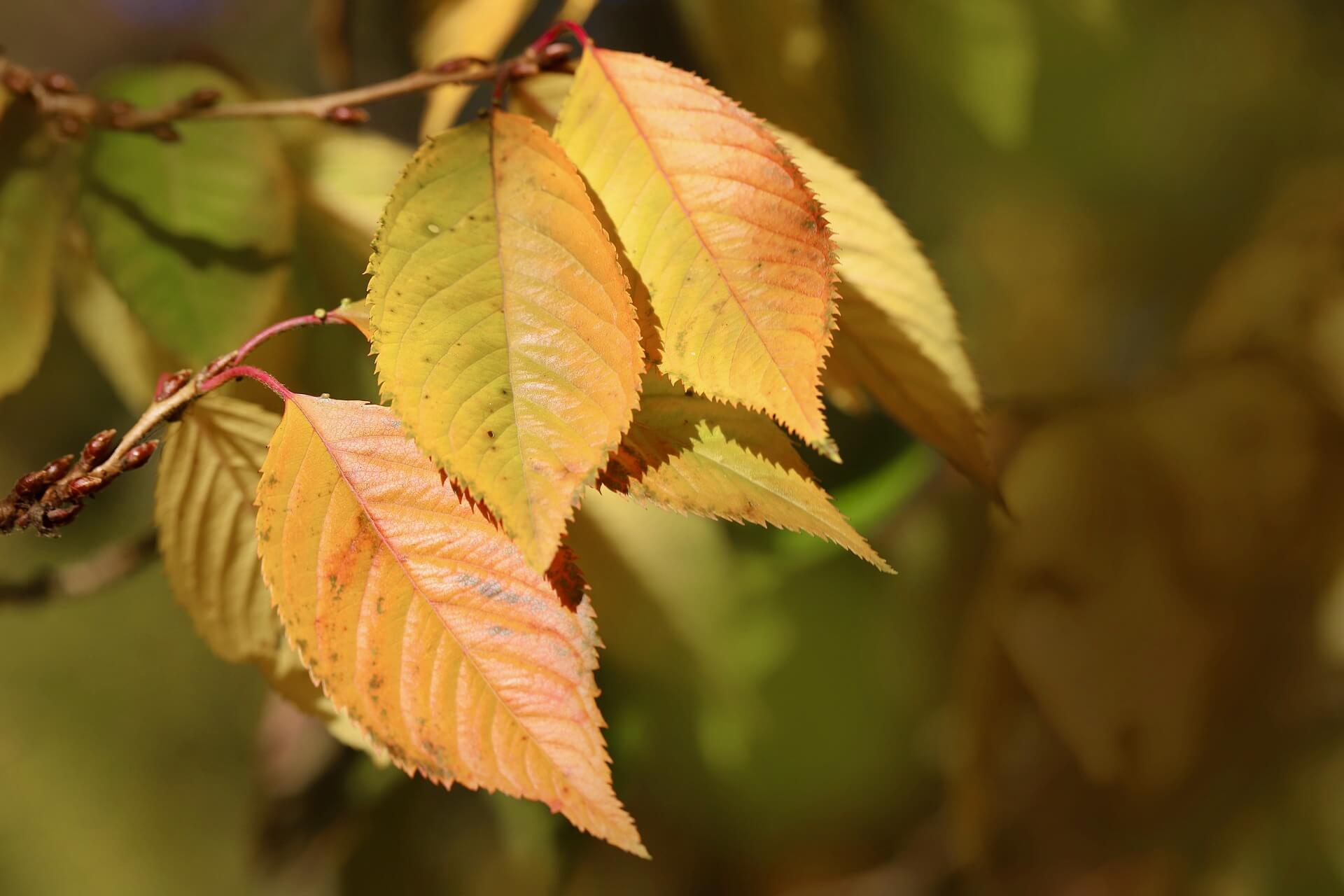 cerezo otoño