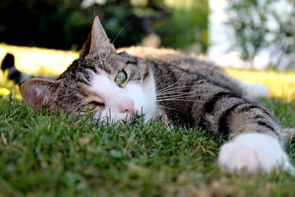 hierba para gatos