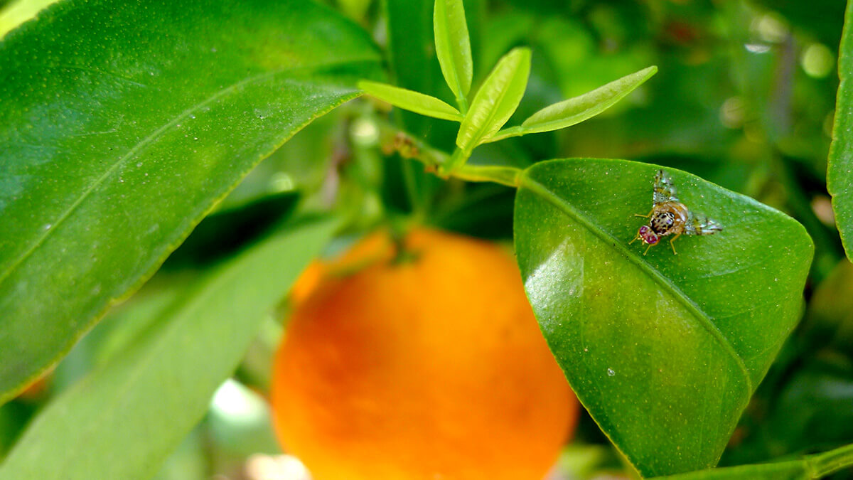 Cómo Eliminar A La Mosca De La Fruta - Agralia Jardín