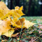 5 cuidados que tu césped necesita durante el otoño