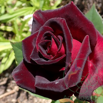 flor Black Baccara Aralia del Principado