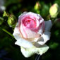 Consejos básicos para cultivar rosales