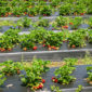 Guía de cultivo para cosechar fresas y fresones