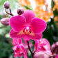 5 consejos básicos para el cuidado de las orquídeas