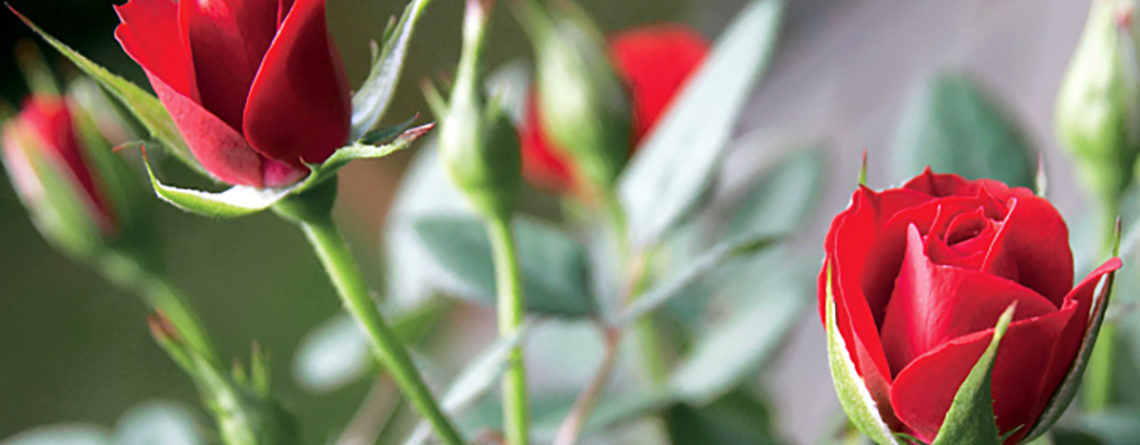 Especial San Valentín: Cuidados de la rosa de pitiminí - Agralia Jardín