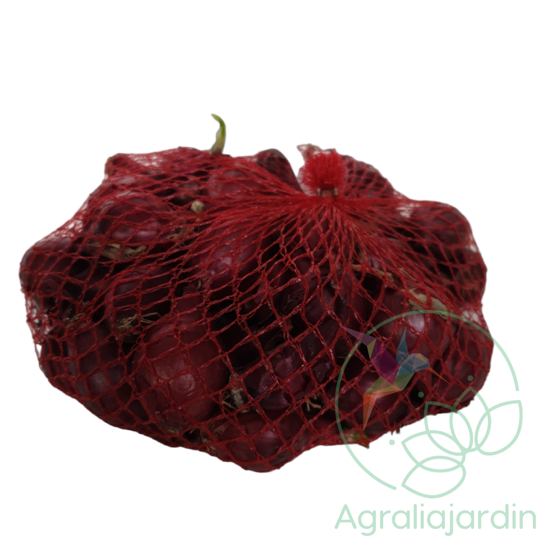 cebolla roja Karmen Agralia