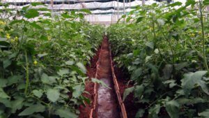 semillero tomate