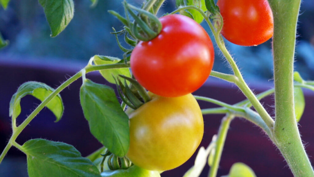 semillero tomate