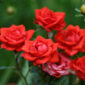 Consejos para cultivar el rosal mini en exterior