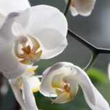 Cómo evitar plagas y enfermedades en las orquídeas
