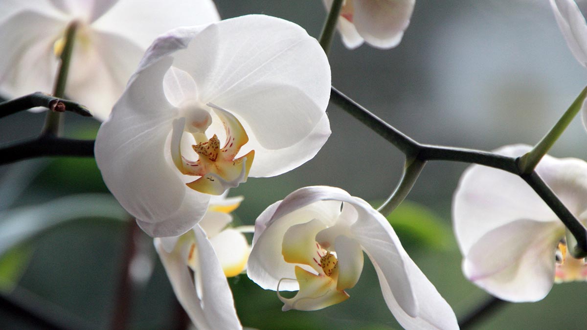 Orquídea blanca