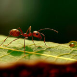 Elimina las hormigas de forma rápida y eficaz
