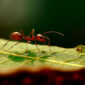 Elimina las hormigas de forma rápida y eficaz