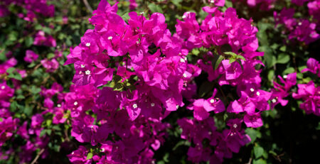 cultivar buganvilla en casa - flores de buganvilla