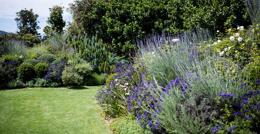 Jardín con plantas y flores jabón potásico