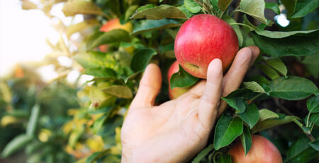 mano recogiendo manzana despues de plantar frutales