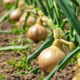 Guía completa para la plantación de cebollas y ajos en invierno